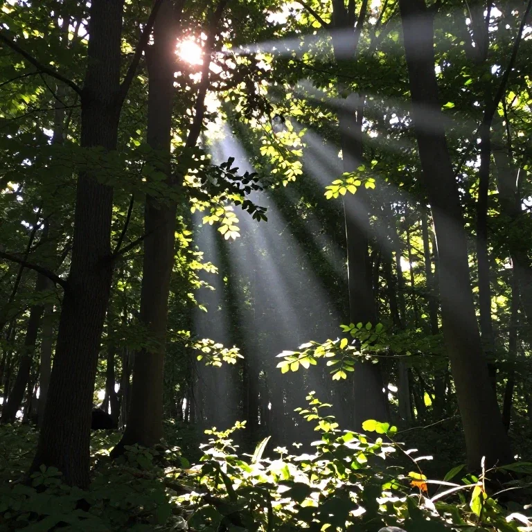 sunlight shines through forest leaves