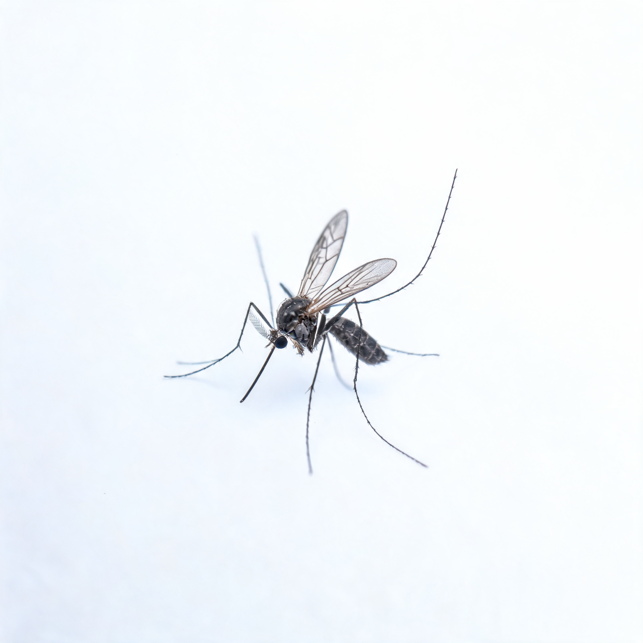 蚊